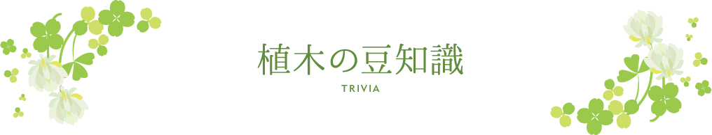 植木の豆知識 コニファーの剪定 きれいに見えるちょいコツ教えます 植木の剪定なら横浜の植木屋 山下園