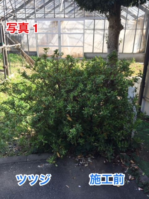 我家のツツジを小さくしたい 簡単に小さく切るツツジの剪定と時期 植木の剪定なら横浜の植木屋 山下園