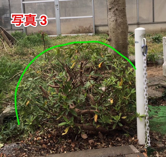 我家のツツジを小さくしたい 簡単に小さく切るツツジの剪定と時期 植木の剪定なら横浜の植木屋 山下園