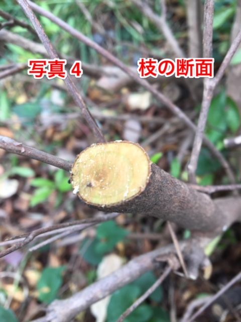 剪定 さつき