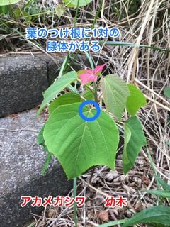 IMG_2253.jpg