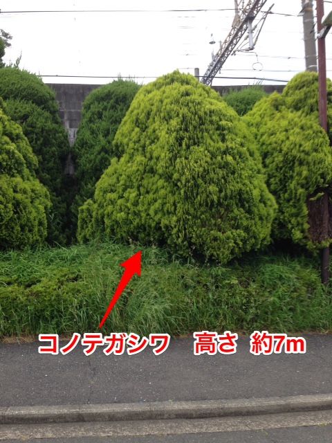 植木の豆知識 伸ばし放題はダメっ 賢い植木の剪定は間隔を守ろう 植木の剪定なら横浜の植木屋 山下園