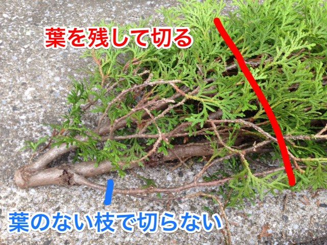 植木の豆知識 コニファーの剪定 きれいに見えるちょいコツ教えます 植木の剪定なら横浜の植木屋 山下園