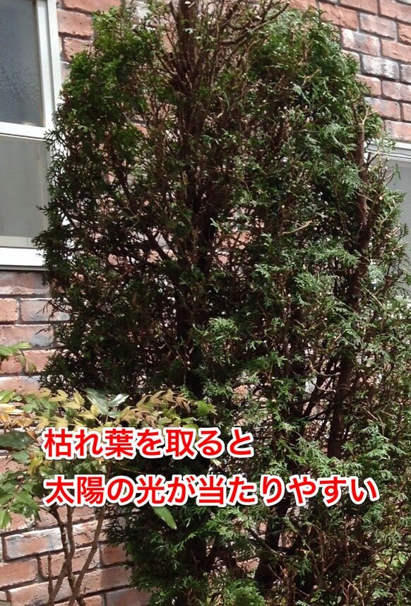 植木の豆知識 コニファーの剪定 きれいに見えるちょいコツ教えます 植木の剪定なら横浜の植木屋 山下園
