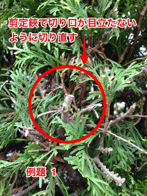 植木の豆知識 コニファーの剪定 きれいに見えるちょいコツ教えます 植木の剪定なら横浜の植木屋 山下園