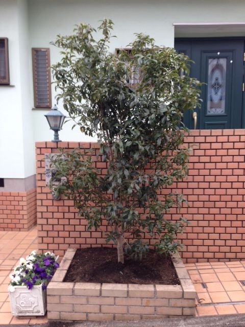 植木の豆知識 プロと一緒に小さな庭作り 節約しながらおしゃれな庭へ 植木の剪定なら横浜の植木屋 山下園