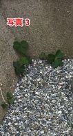 毎年の草むしりを考えたくない！防草シート設置後の2つの注意点